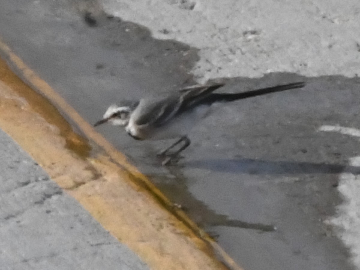 White Wagtail - Robert Scrimger