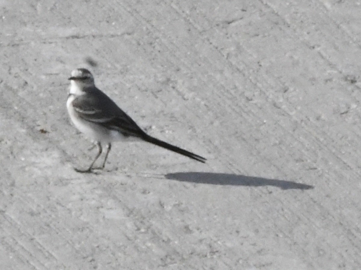 White Wagtail - Robert Scrimger