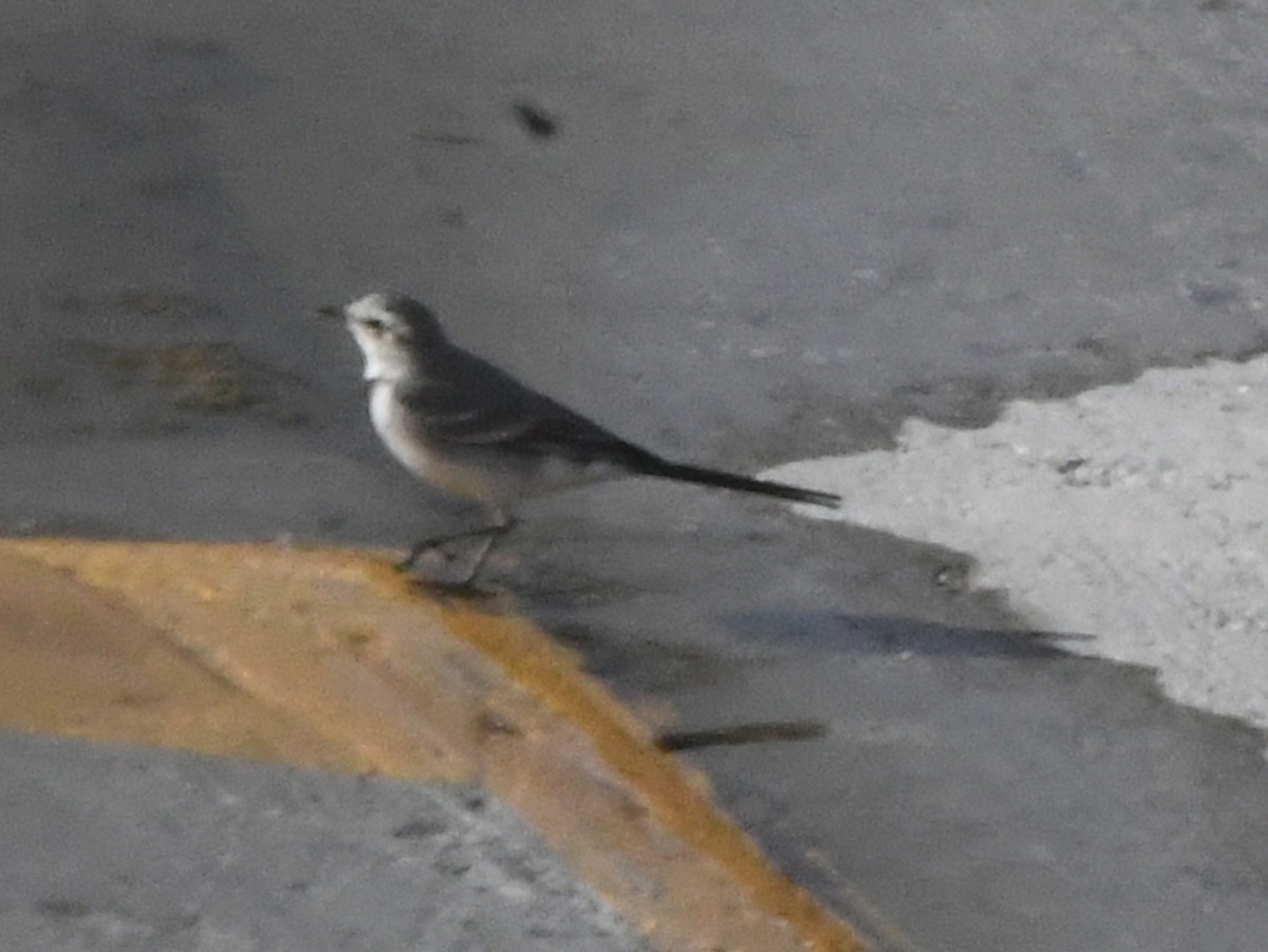 White Wagtail - Robert Scrimger