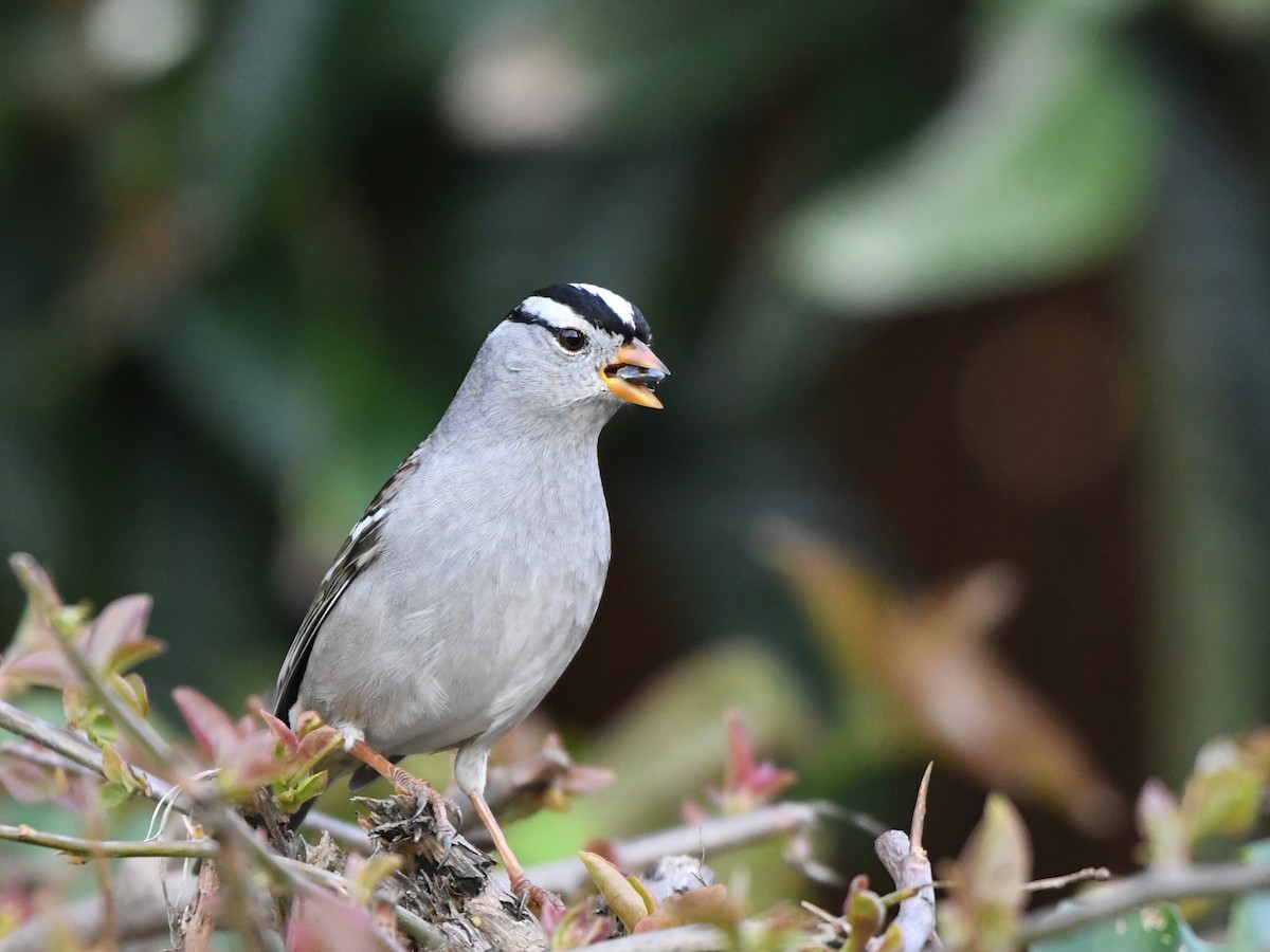 White-crowned Sparrow - Robert Scrimger