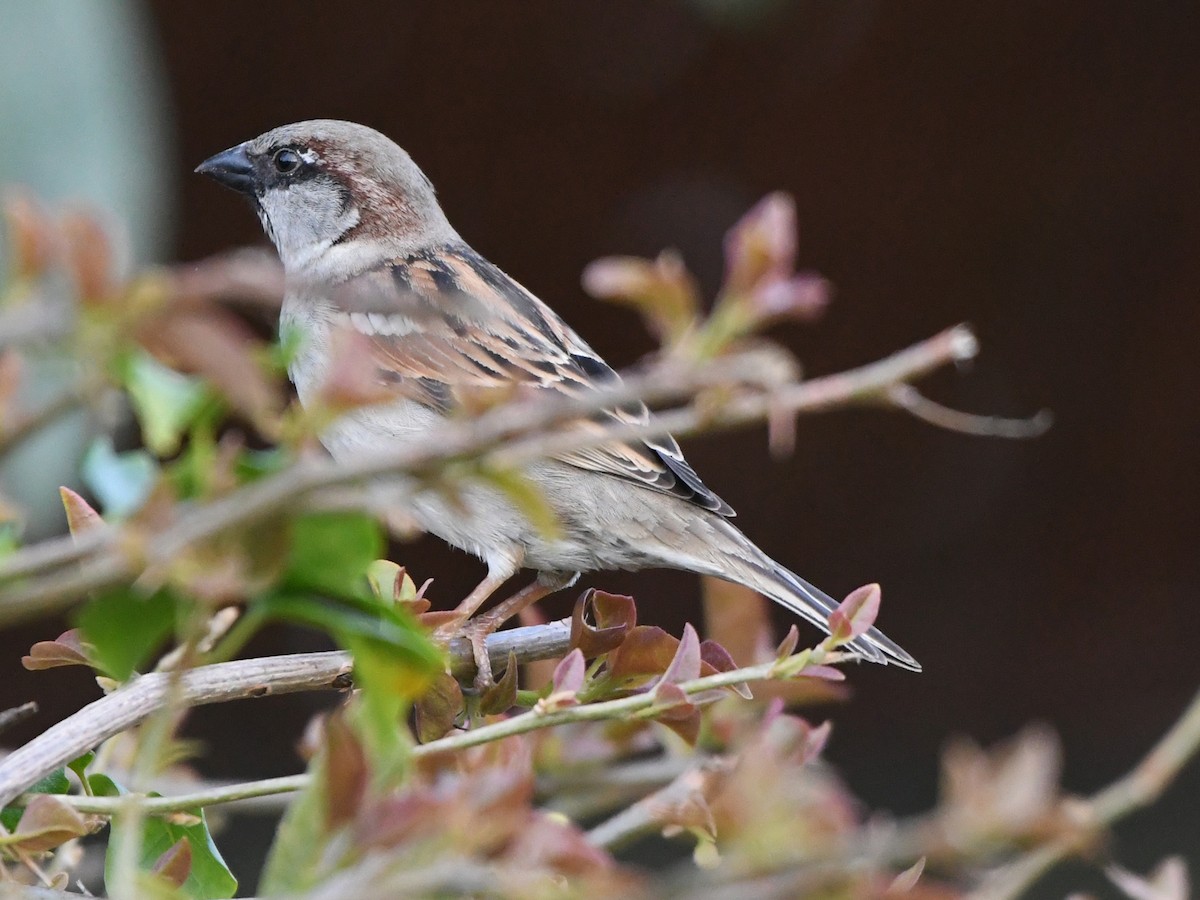 House Sparrow - Robert Scrimger