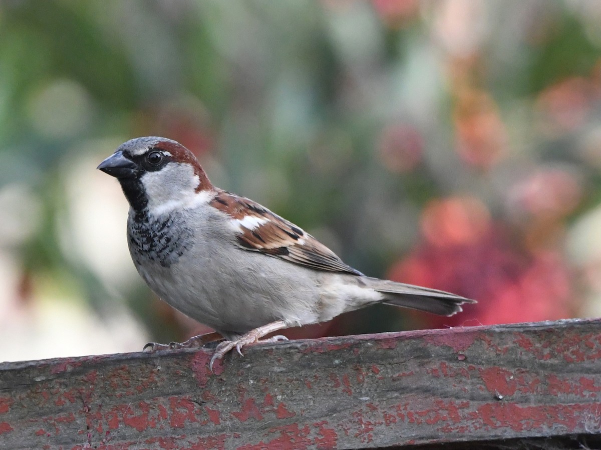 House Sparrow - Robert Scrimger