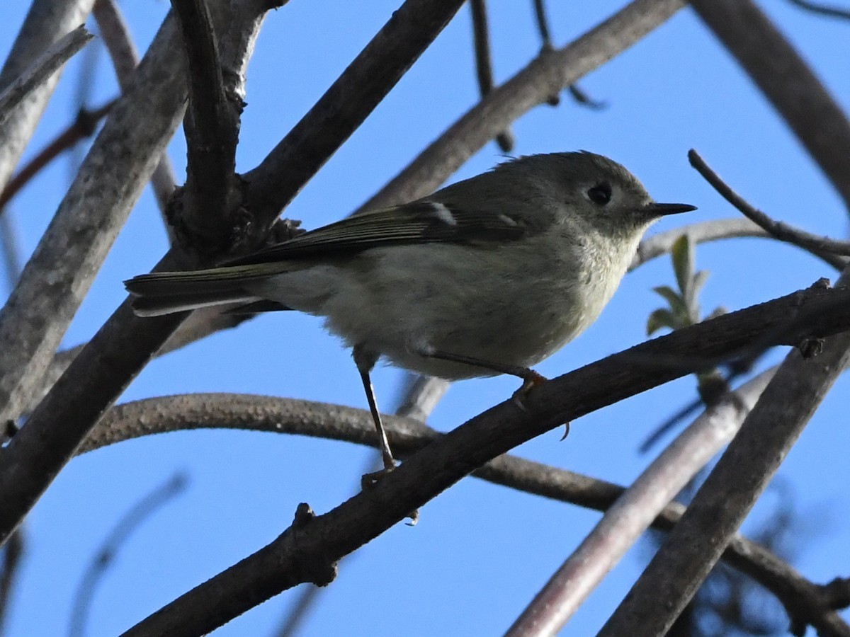 Ruby-crowned Kinglet - Robert Scrimger