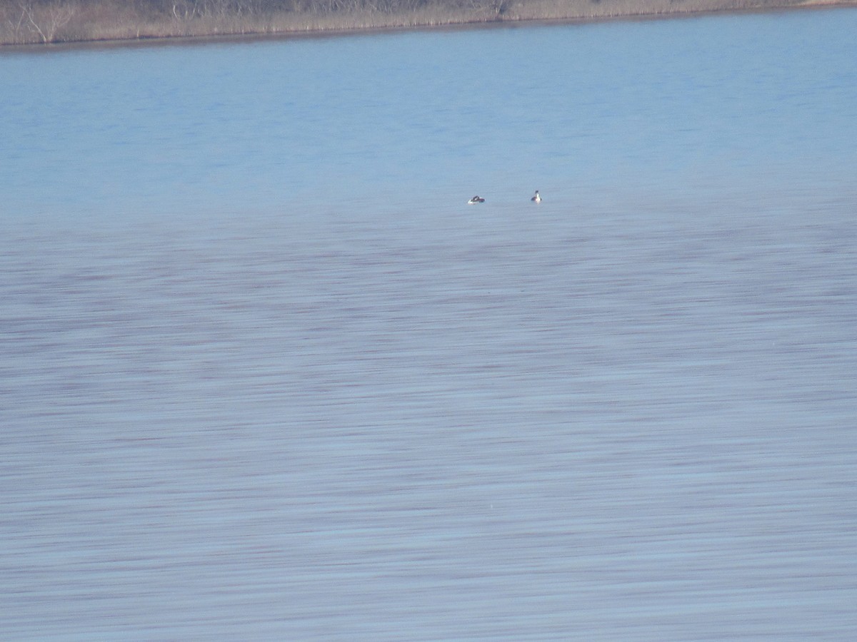 Western Grebe - ML614488331