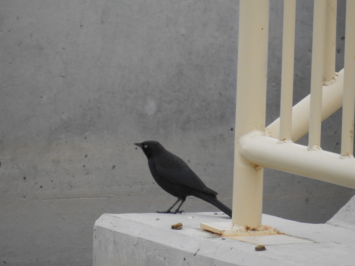 Brewer's Blackbird - ML614488367