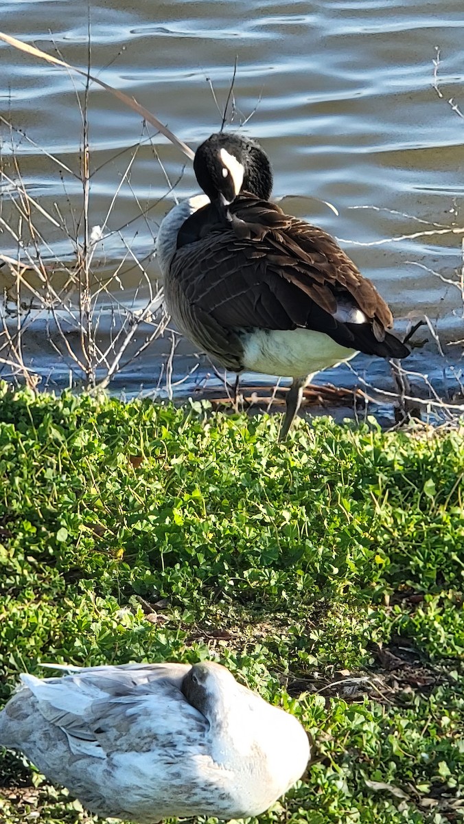 Canada Goose - David Palmer