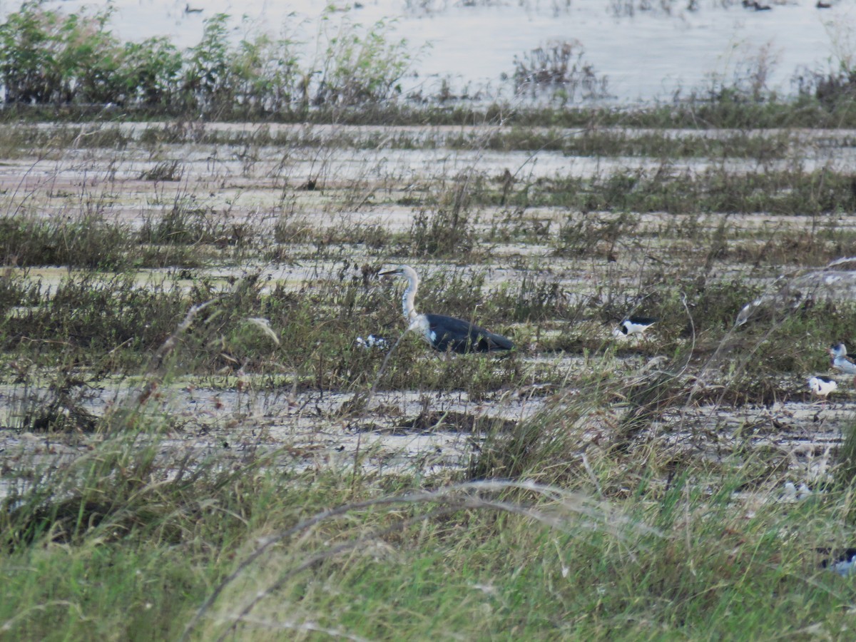 Garza Cuelliblanca - ML614488454