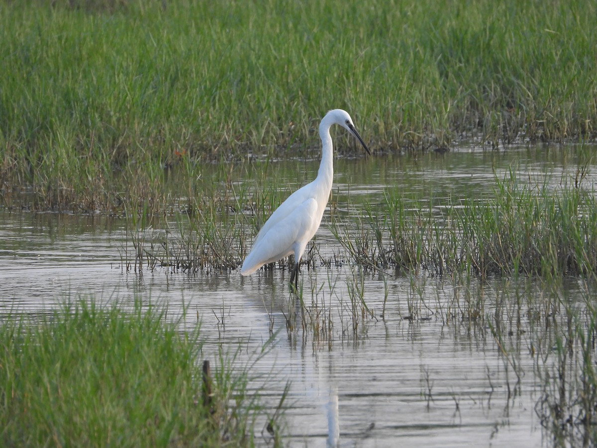 Little Egret - ML614488503