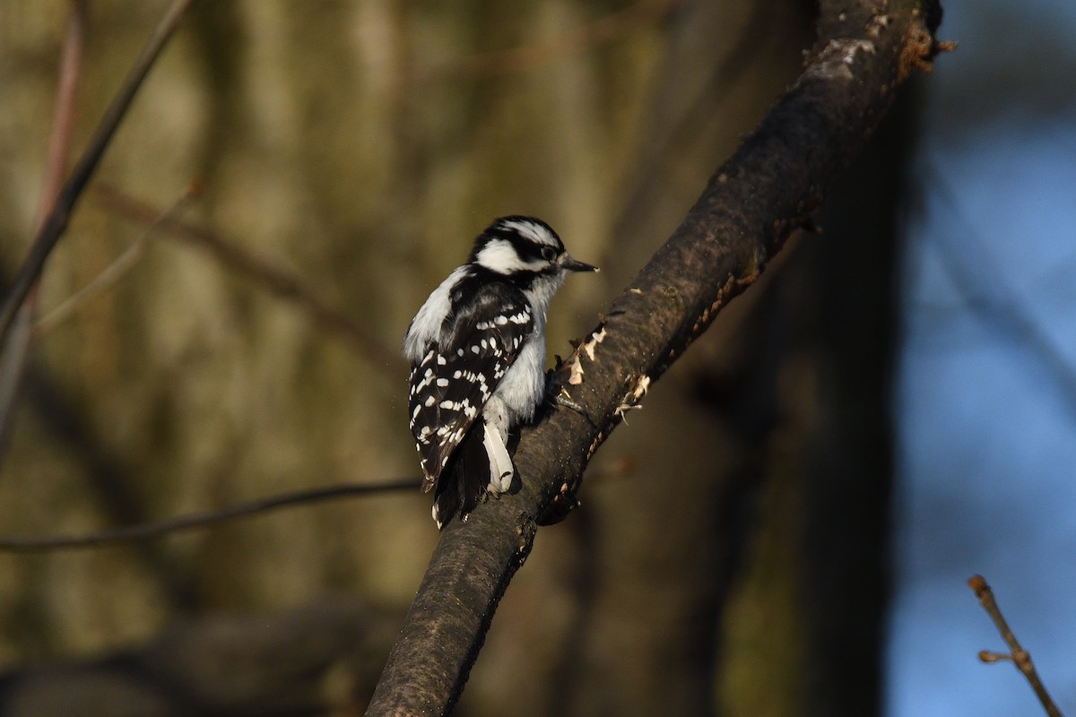 Downy Woodpecker (Eastern) - ML614488531