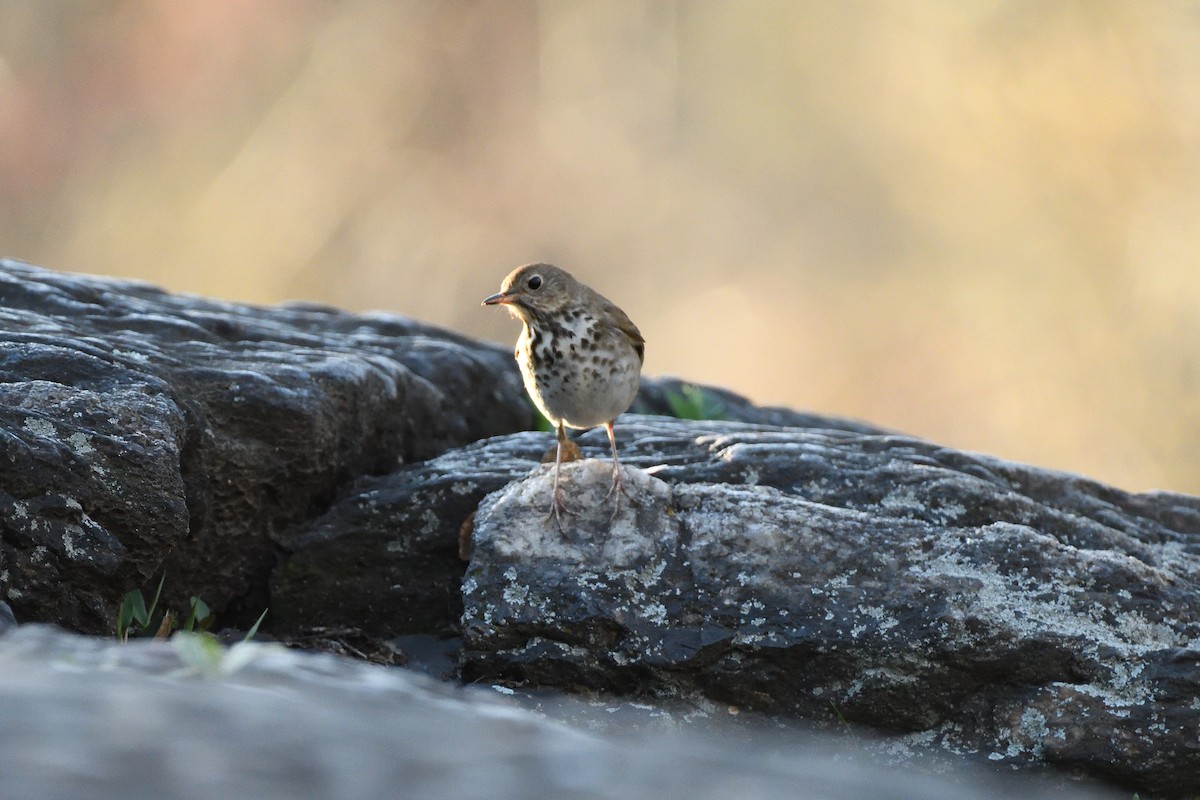 Hermit Thrush - ML614488537