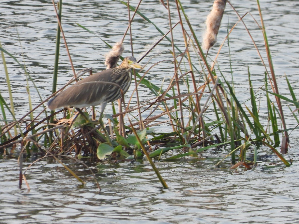 Indian Pond-Heron - ML614488538