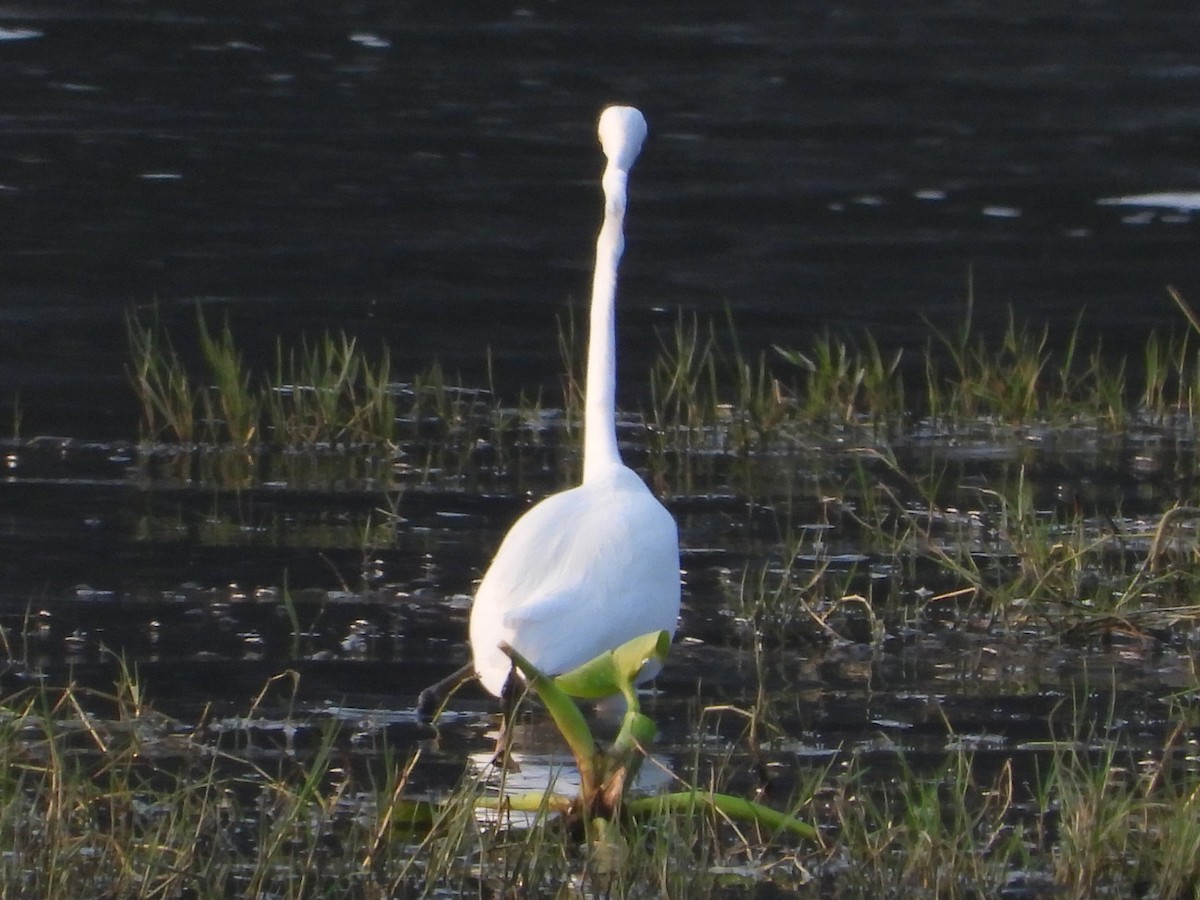 Great Egret - ML614488548