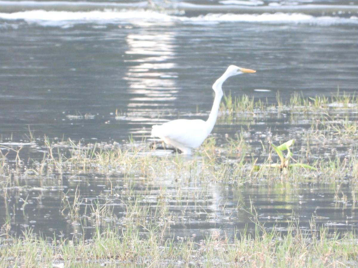 Great Egret - ML614488549