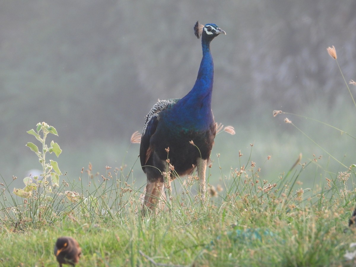 Pavo Real Común - ML614488572