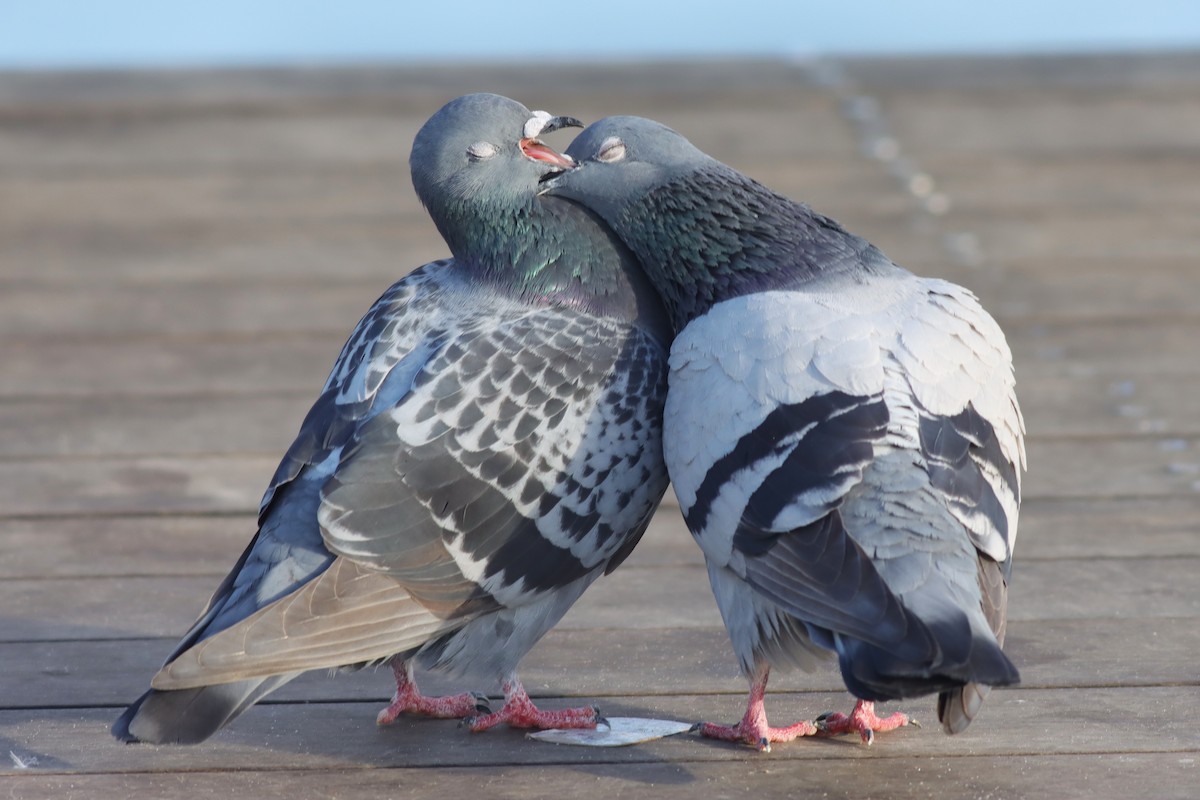 Rock Pigeon (Feral Pigeon) - Margaret Viens