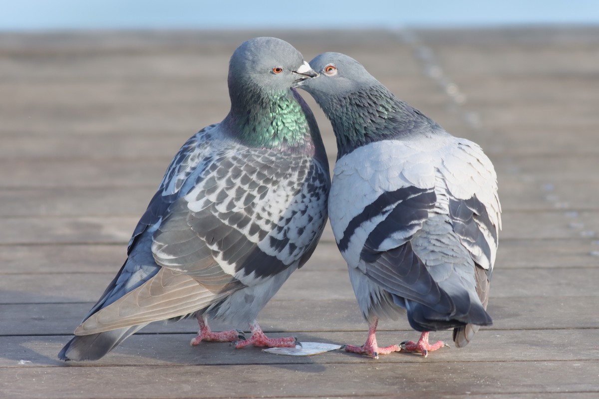 Rock Pigeon (Feral Pigeon) - Margaret Viens