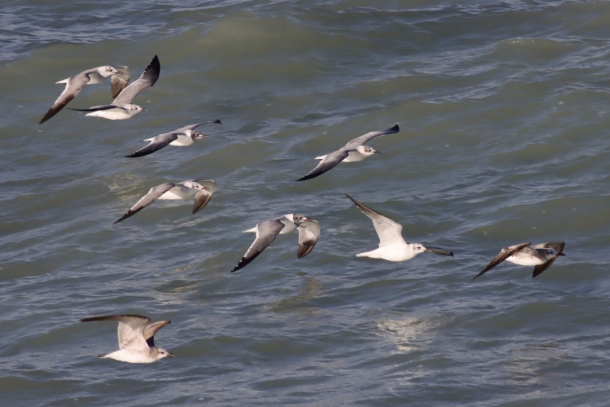 Laughing Gull - Margaret Viens