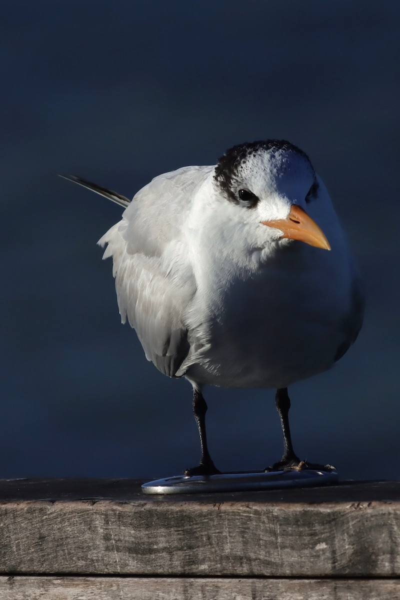 Royal Tern - Margaret Viens