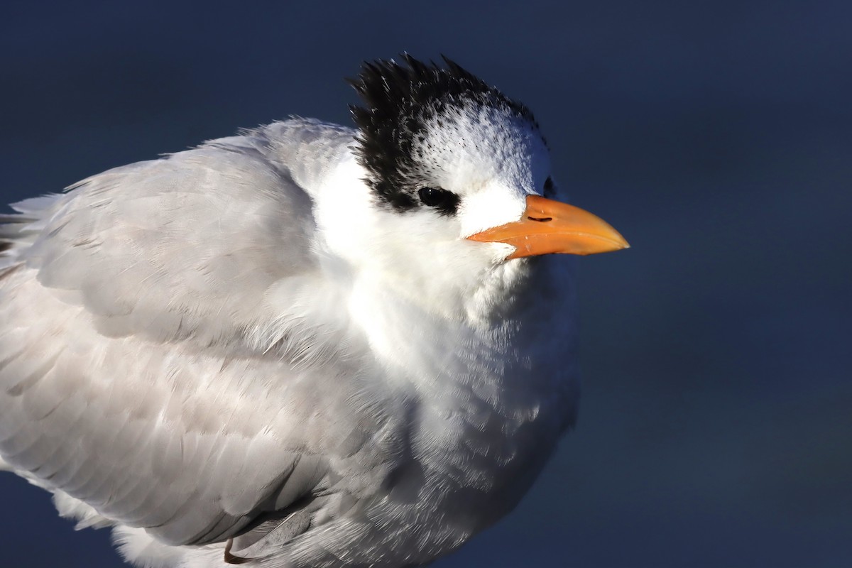 Royal Tern - Margaret Viens