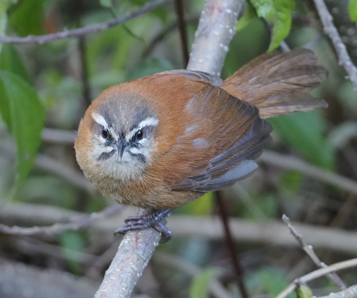 Mantaro Wren (undescribed form) - ML614488764