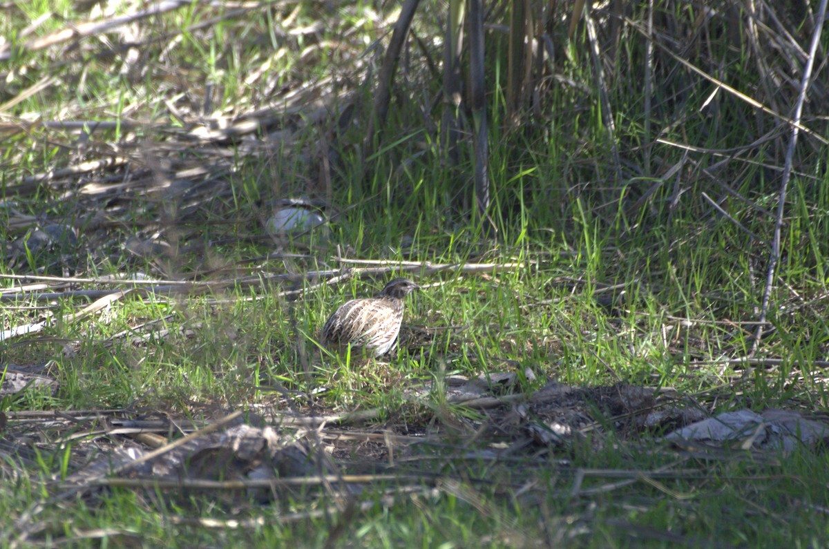 Common Quail - ML614488827