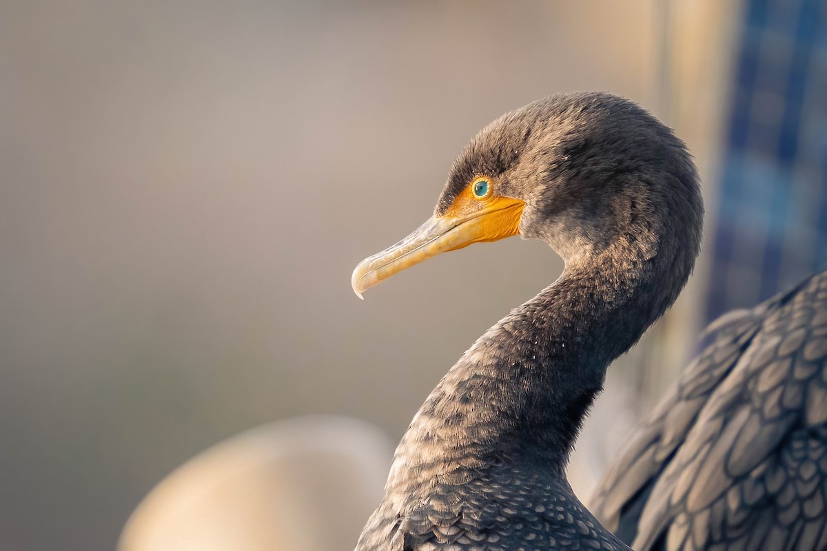 Double-crested Cormorant - James Patten