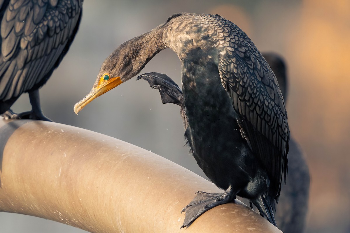 Double-crested Cormorant - ML614488855