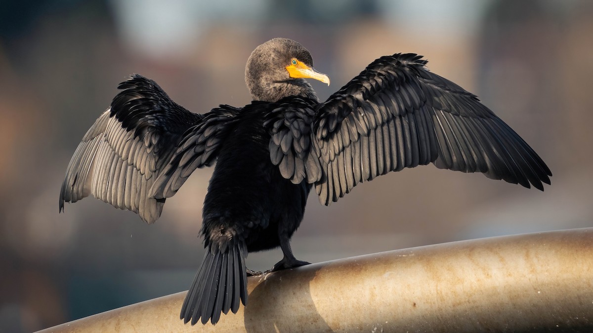 Double-crested Cormorant - ML614488856