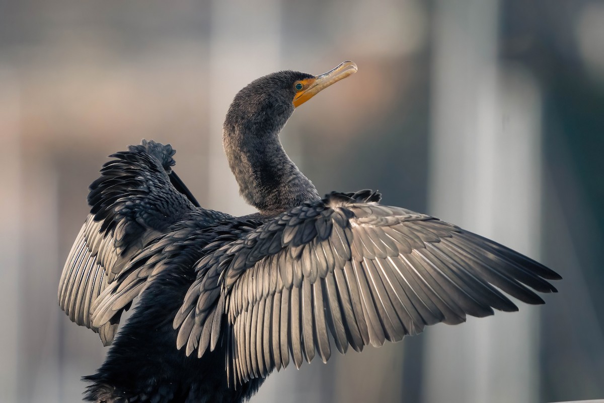 Double-crested Cormorant - ML614488857