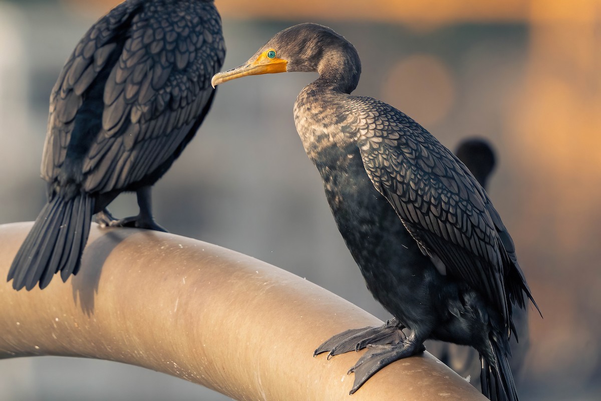 Double-crested Cormorant - James Patten