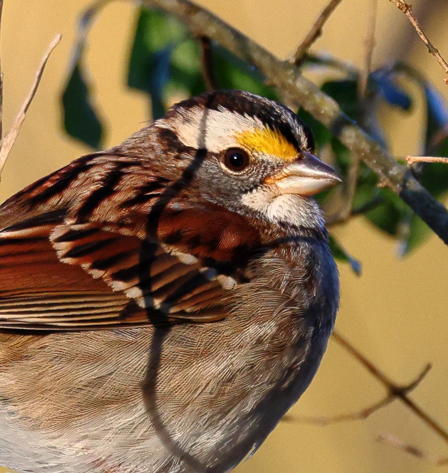 White-throated Sparrow - ML614488984