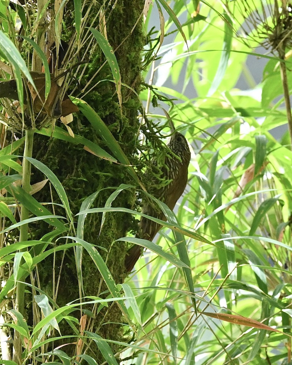 Montane Woodcreeper - ML614488985