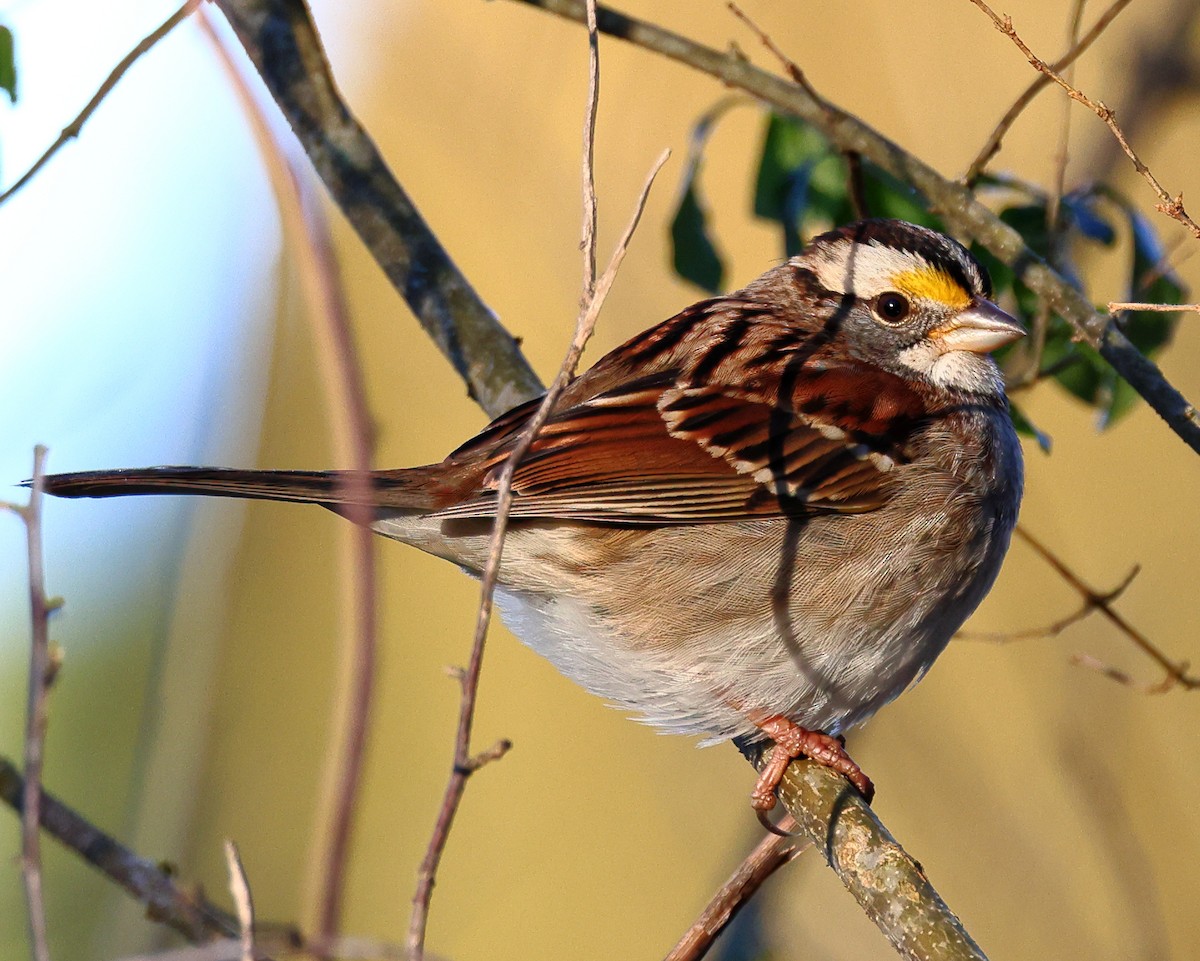 White-throated Sparrow - Nik Teichmann