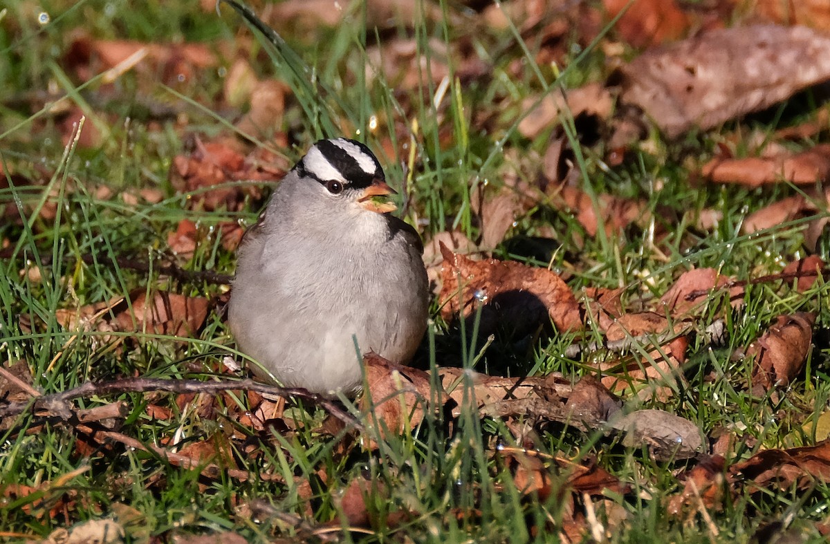 White-crowned Sparrow - ML614488996