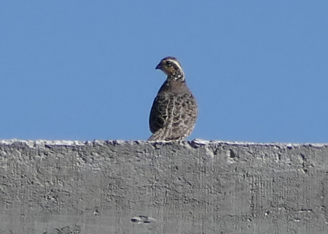 Northern Bobwhite - ML614488997