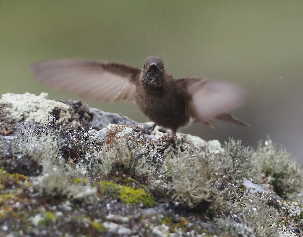 Olivaceous Thornbill - ML614489037