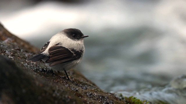 Torrent Tyrannulet - ML614489040