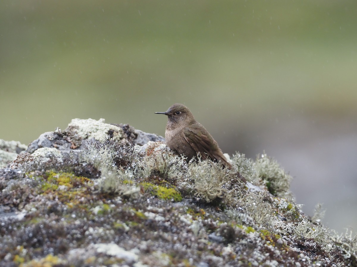 Olivaceous Thornbill - ML614489043