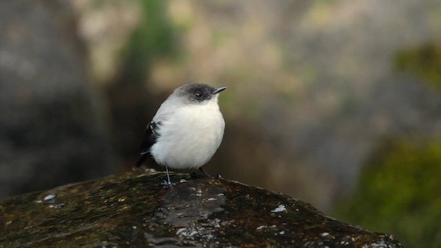 Torrent Tyrannulet - ML614489067