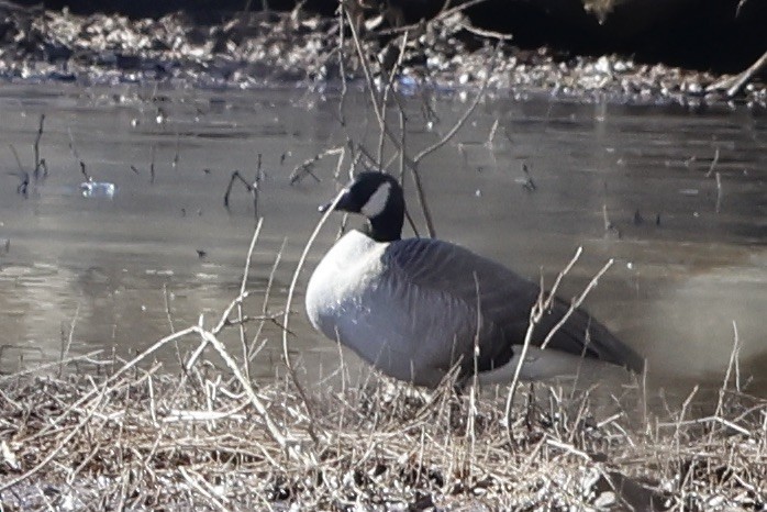 Canada Goose - ML614489071