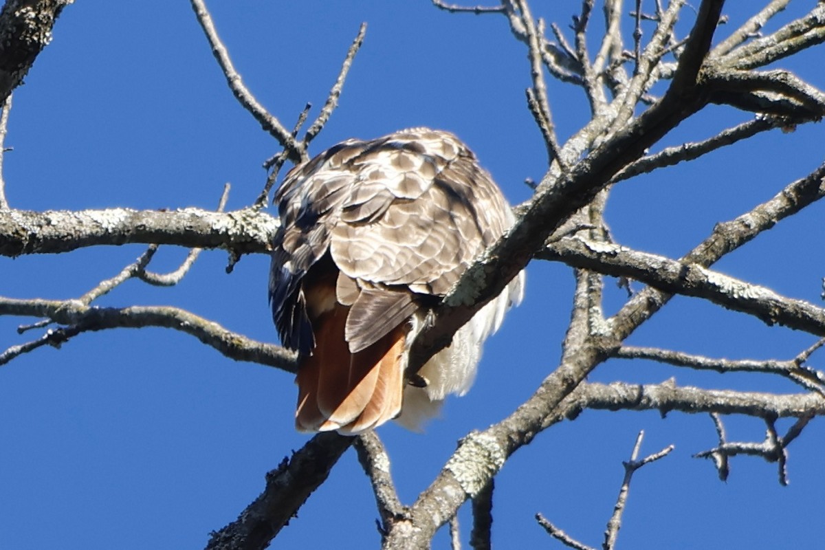 Red-tailed Hawk (borealis) - ML614489099