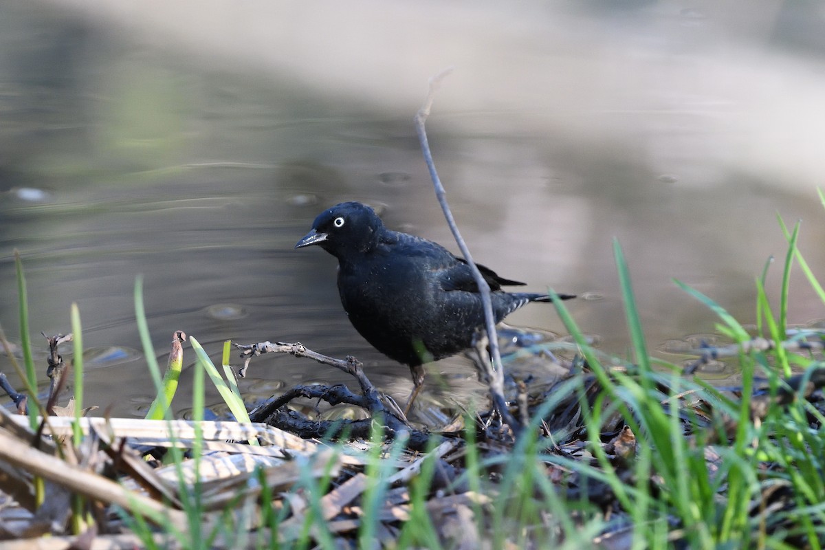 Rusty Blackbird - ML614489100