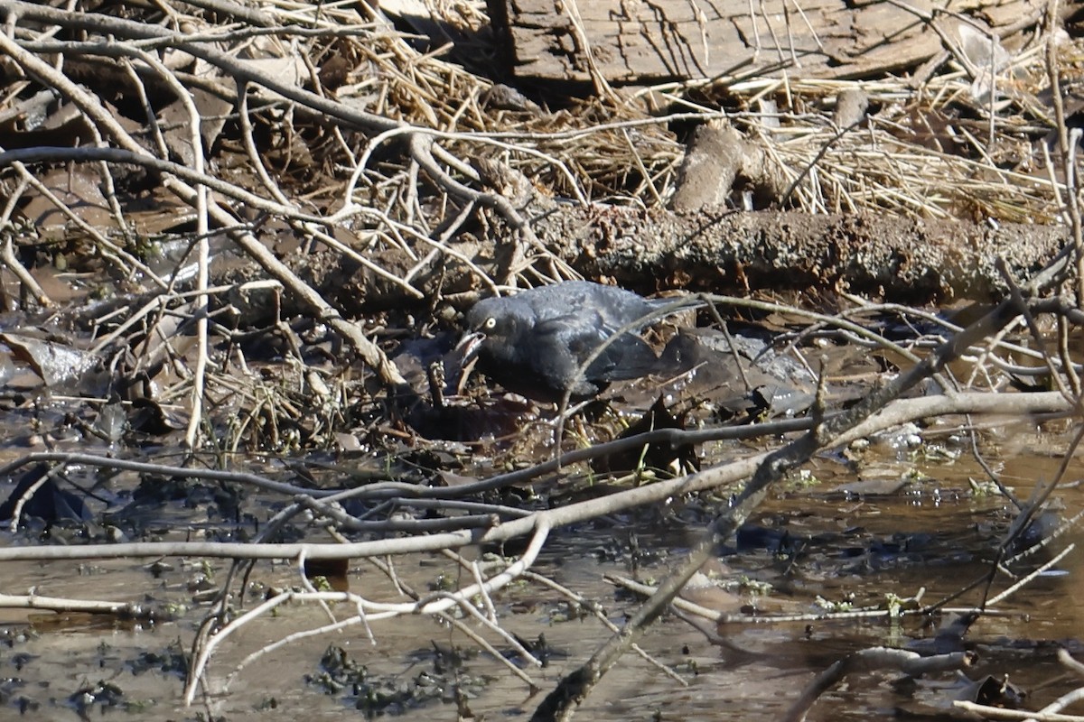 Rusty Blackbird - ML614489102