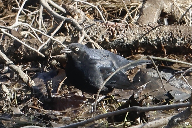 Rusty Blackbird - ML614489103