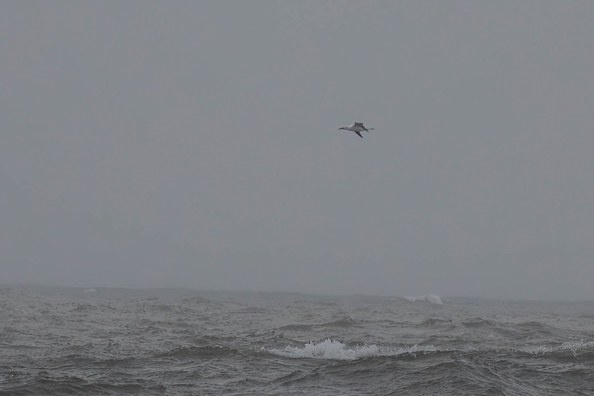 Northern Gannet - ML614489172