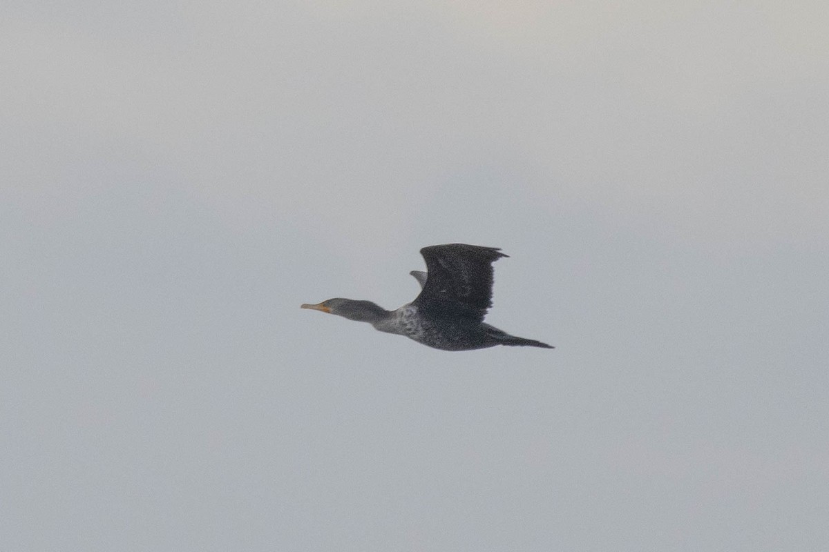 Double-crested Cormorant - ML614489190