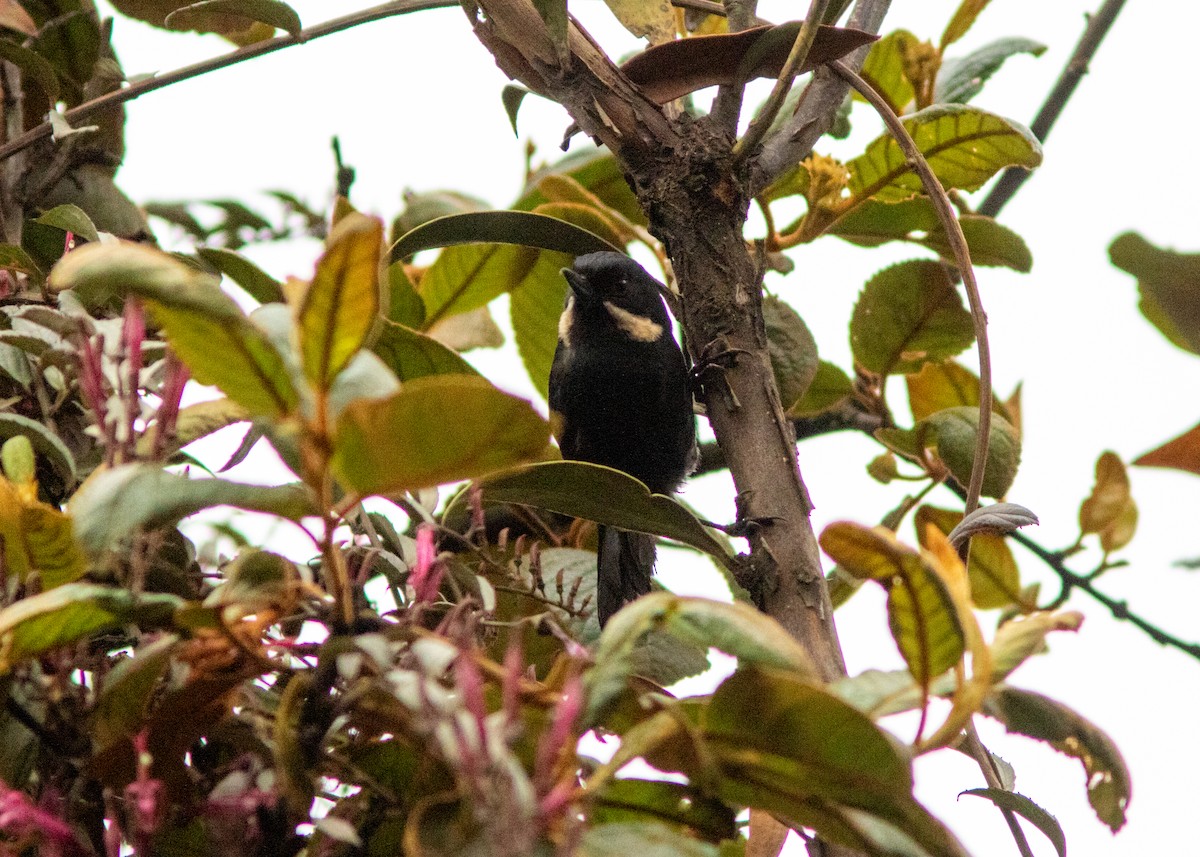 Moustached Flowerpiercer - ML614489197