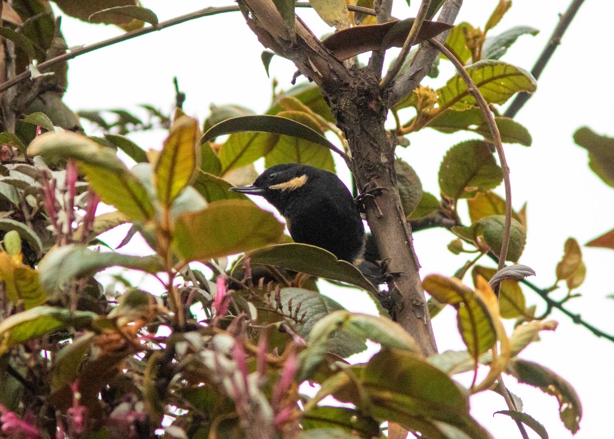 Moustached Flowerpiercer - ML614489198