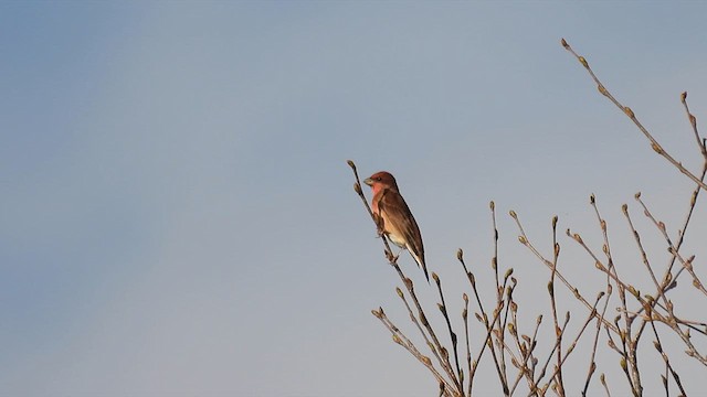 Common Rosefinch - ML614489229