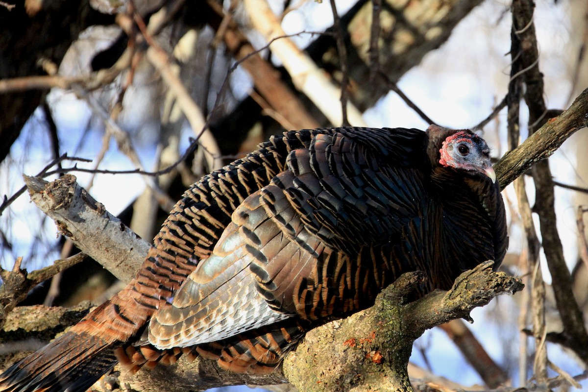 Wild Turkey - Michel Grégoire